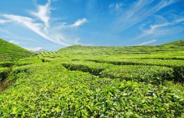 從今往后5年，全世界茶葉市場(chǎng)將穩(wěn)步增長(zhǎng)